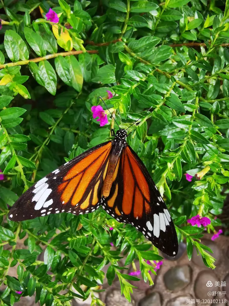 走进西双版纳蝴蝶园